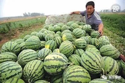 娱乐圈吃瓜是什么,揭秘明星背后的故事与真相